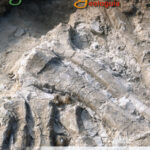 Geolod&iacute;a Geologu&iacute;a 06