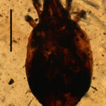 Cretaceremaeus lopezvallei scalebar 200 B