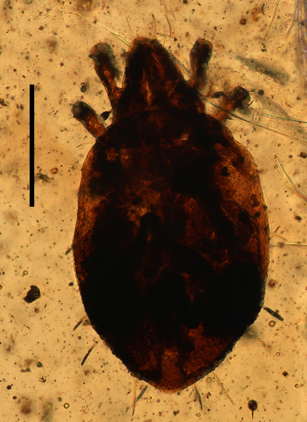Cretaceremaeus lopezvallei scalebar 200 B