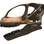 craneo del Turiasaurus riodevensis