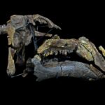 Proa valdearinnoensis