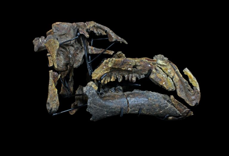 Proa valdearinnoensis