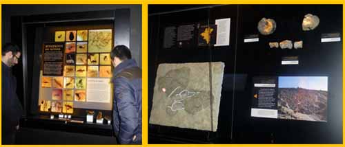 Vitrinas del Geoparque del Maestrazgo y el ámbar de Utrillas