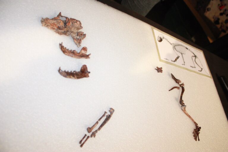 Presentación de Teruelictis, una nueva nutría terrestre del Mioceno de Alfambra (Teruel)