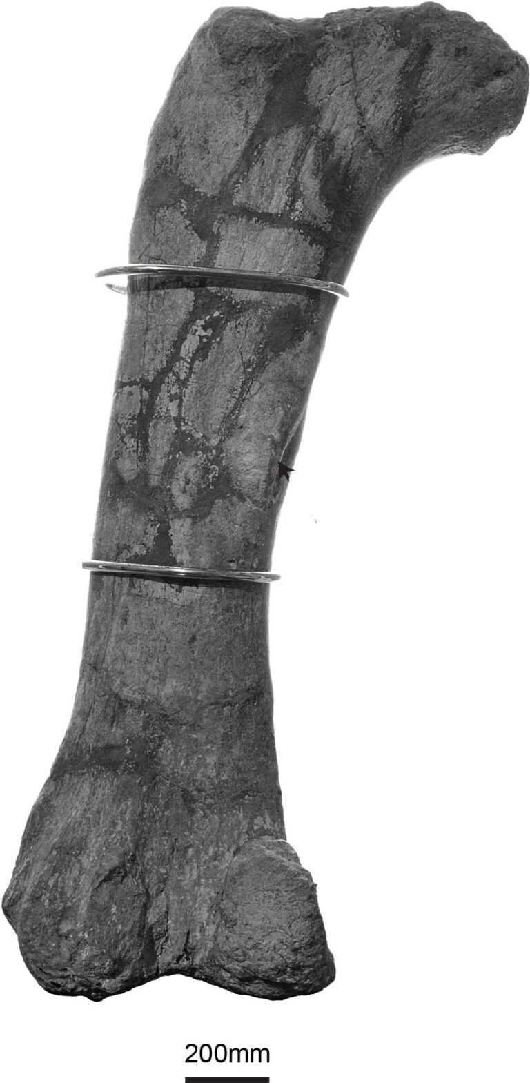 Foto 2 Fmur de Lourinhasaurus