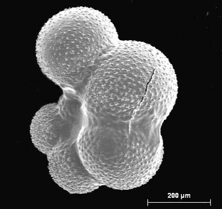 Globigerinella siphonifera 7 SE