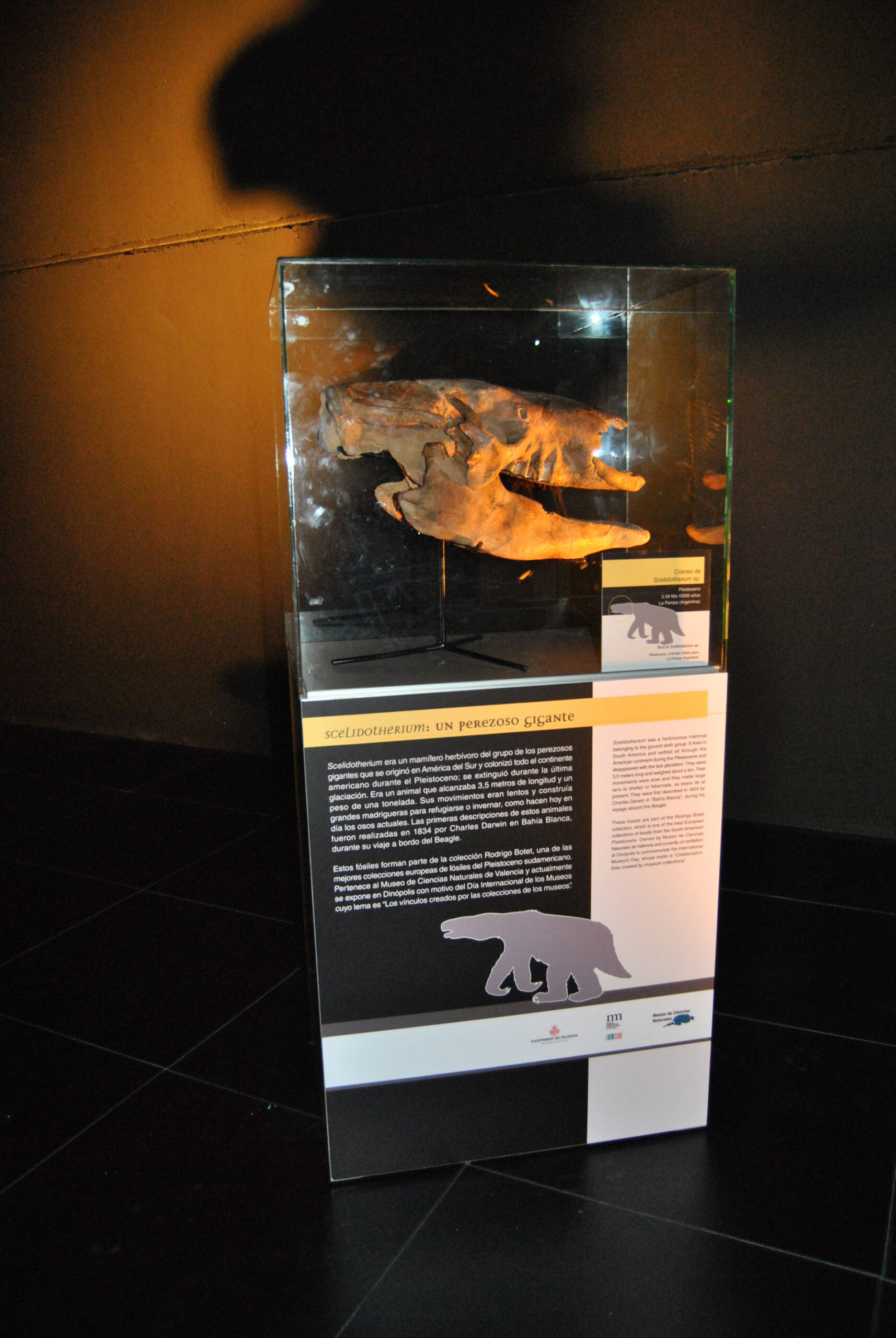 Críneo Perezoso DIM 2014 Dinpolis