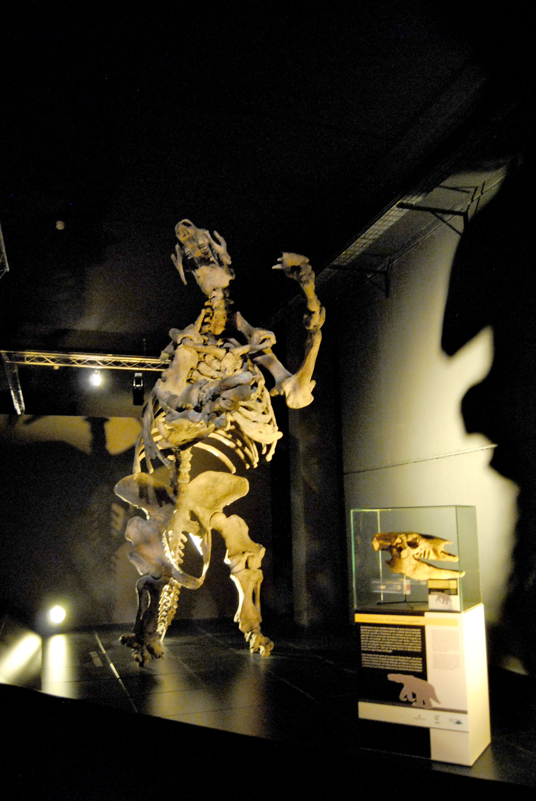 Críneo Perezoso DIM 2014 Dinpolis 2