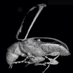 Actenobius magneoculus