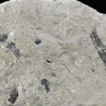 Foto 1 - Pseudofrenolopsis