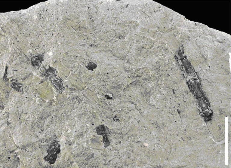 Foto 1 - Pseudofrenolopsis