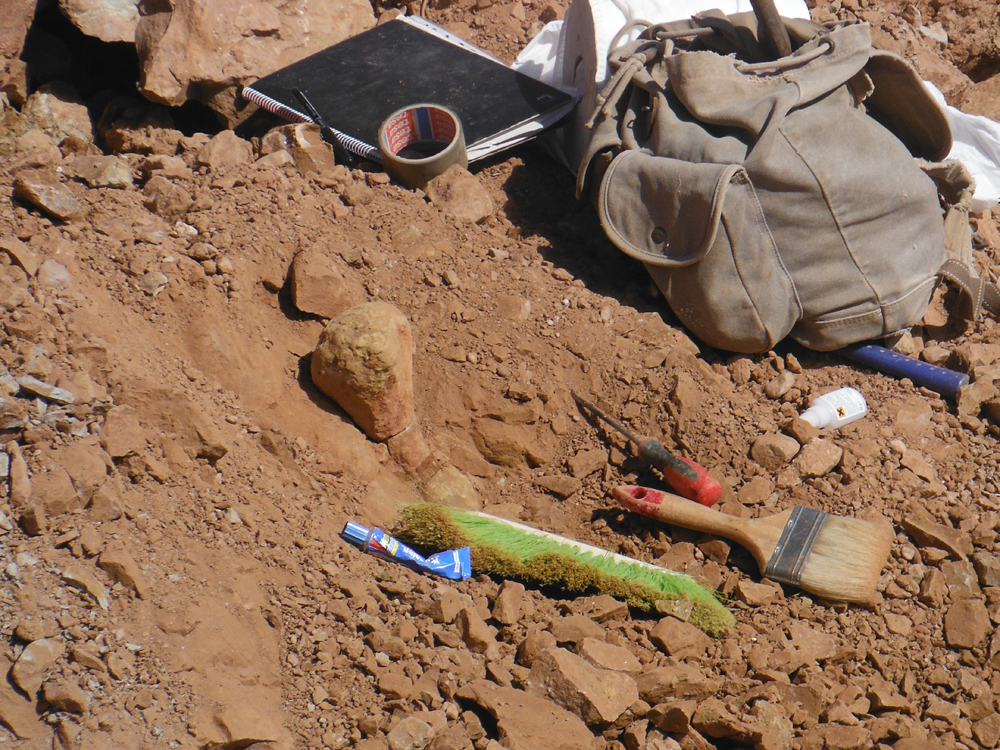 Metatarso del pie de Aragosaurus en el yacimiento