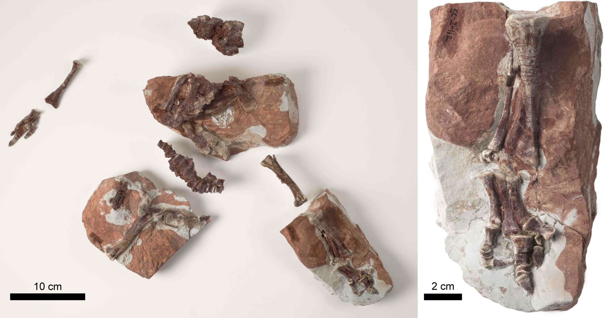 Foto 1. Huesos originales de crias de una cr&iacute;a de Iguanodon galvensis