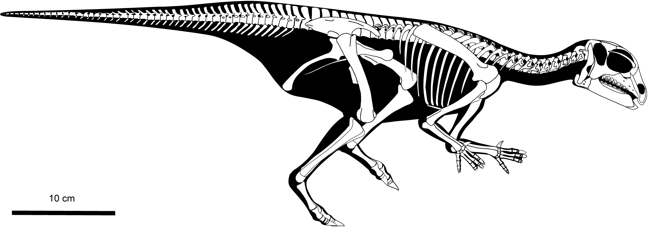 Foto 2. Reconstucci&oacute;n del esqueleto de una cria de Iguanodon galvensis