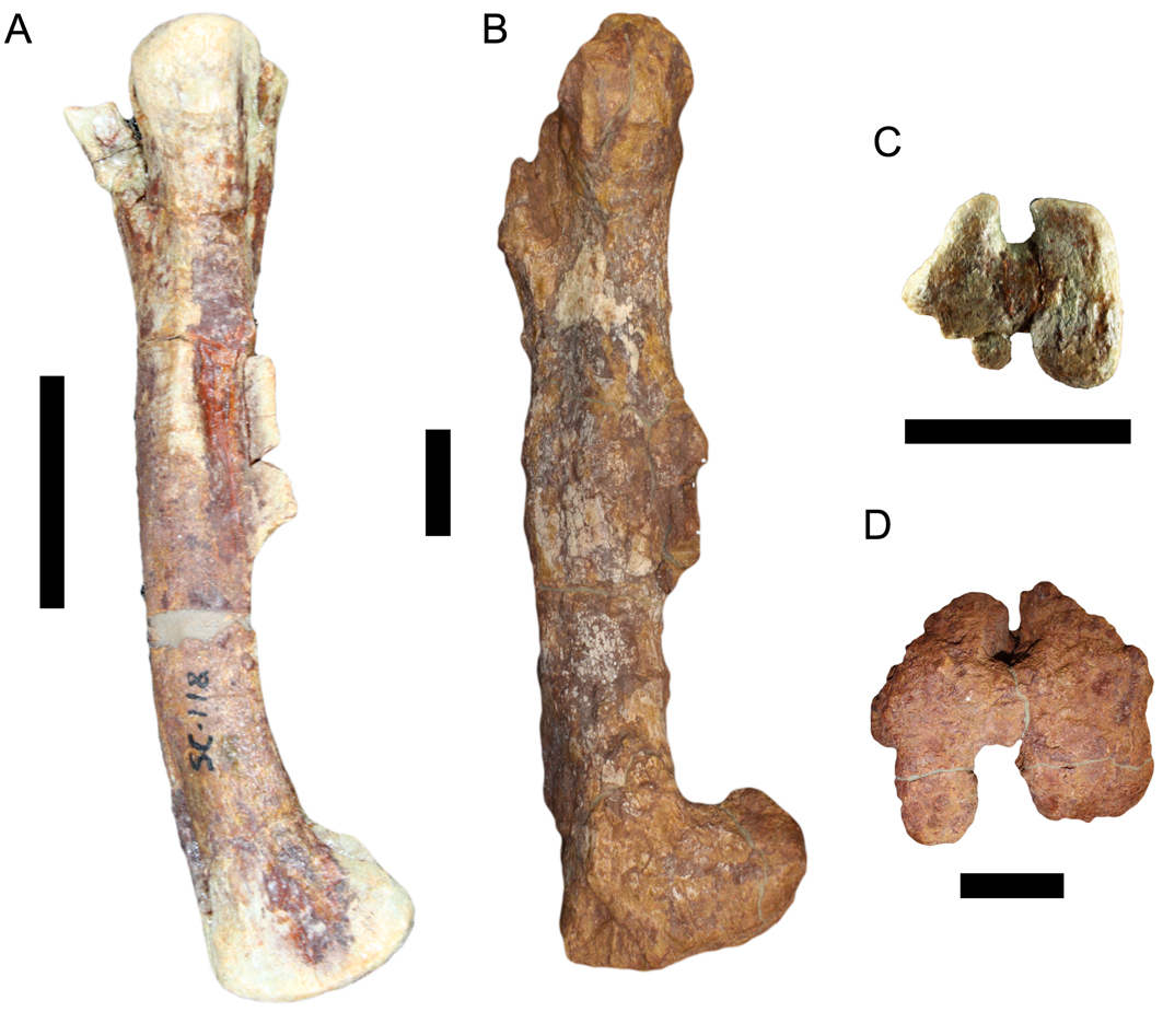 Foto 3. Comparaci&oacute;n f&eacute;mur cria izquierda y f&eacute;mur adulto derecha