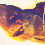 figura 1a nota de prensa aspecto general de la mantis