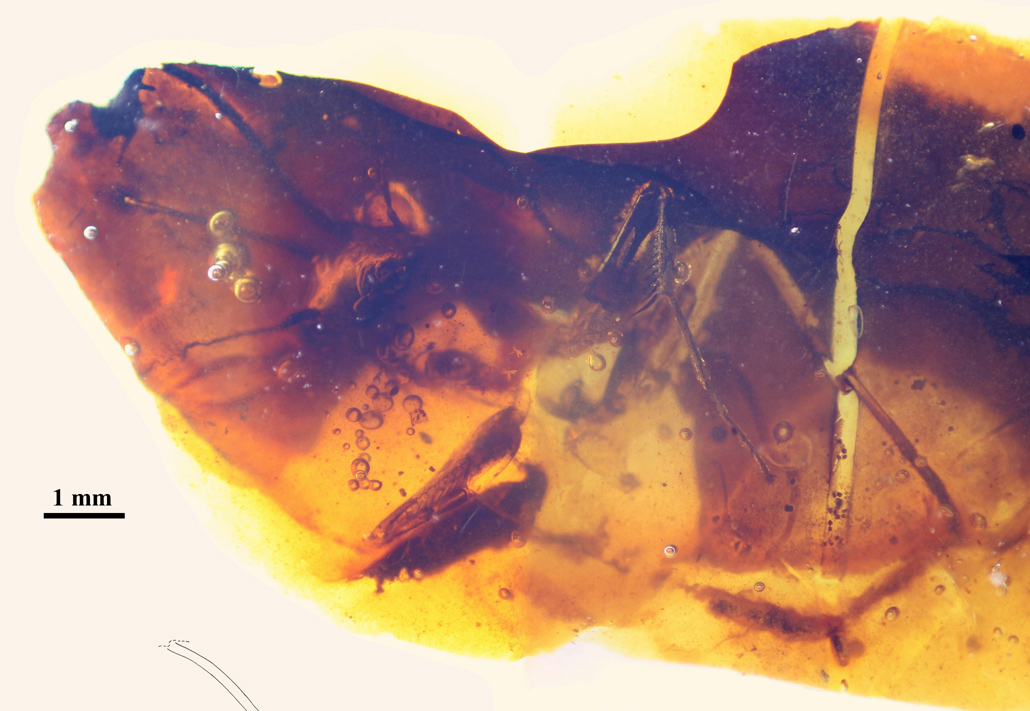 figura 1a nota de prensa aspecto general de la mantis