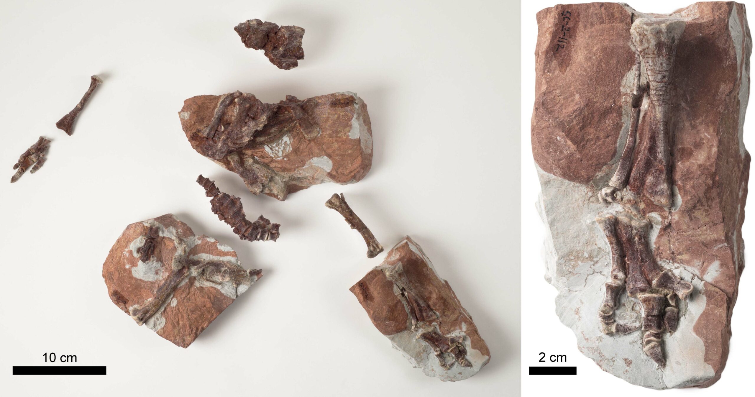 Foto 1 Huesos originales de crías de Iguanodon galvensis