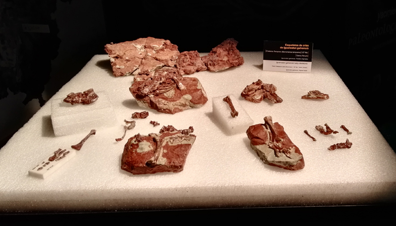 IMG 20160316 130129 copia