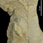 Foto 1 MAP 6344 copia