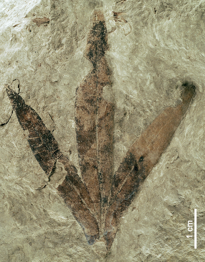 Foto 2 MAP 6410 copia