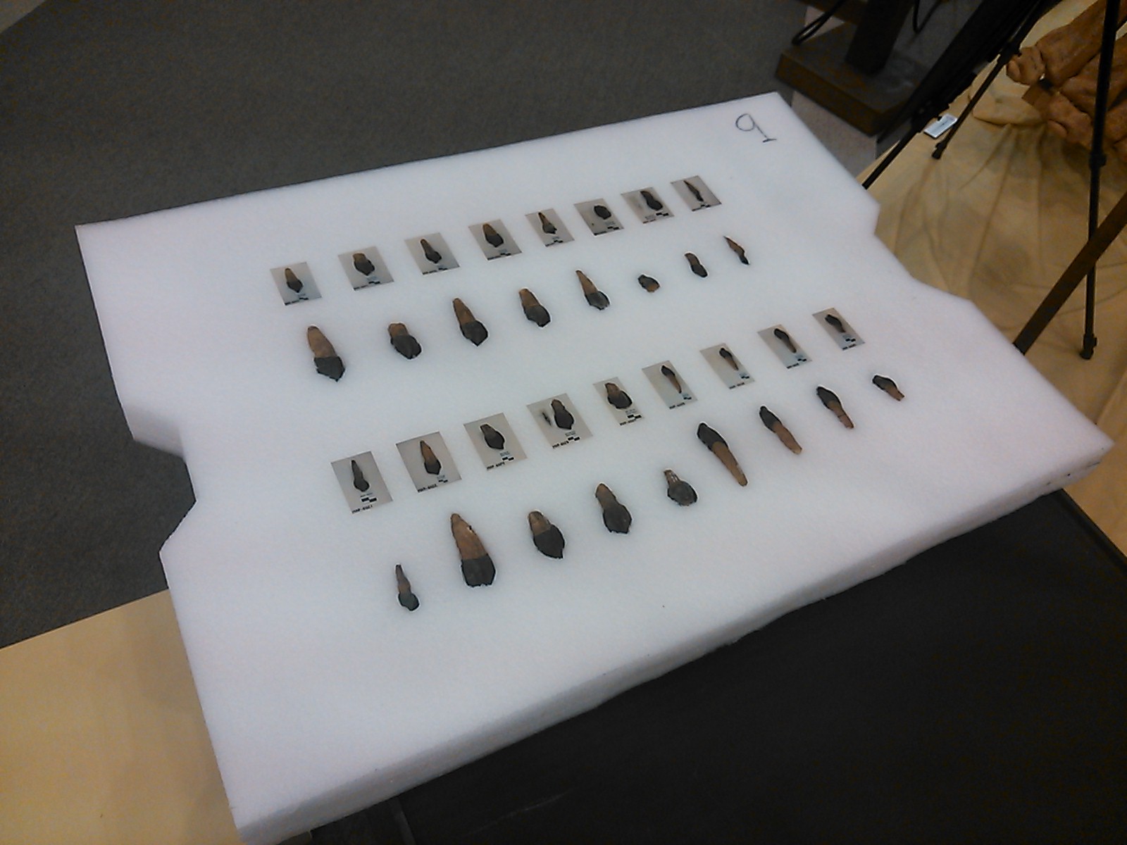 TOYOHASHI DIENTES TURIASAURUS