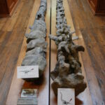 Lusotitan atalaiensis