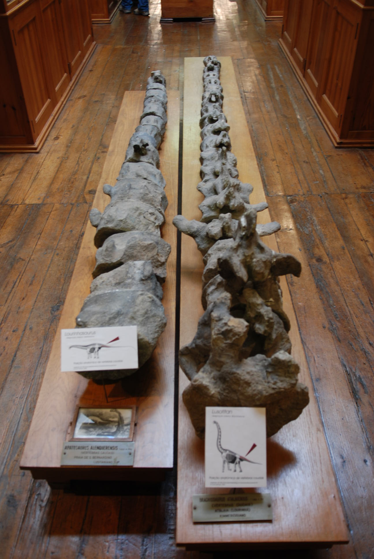 Lusotitan atalaiensis