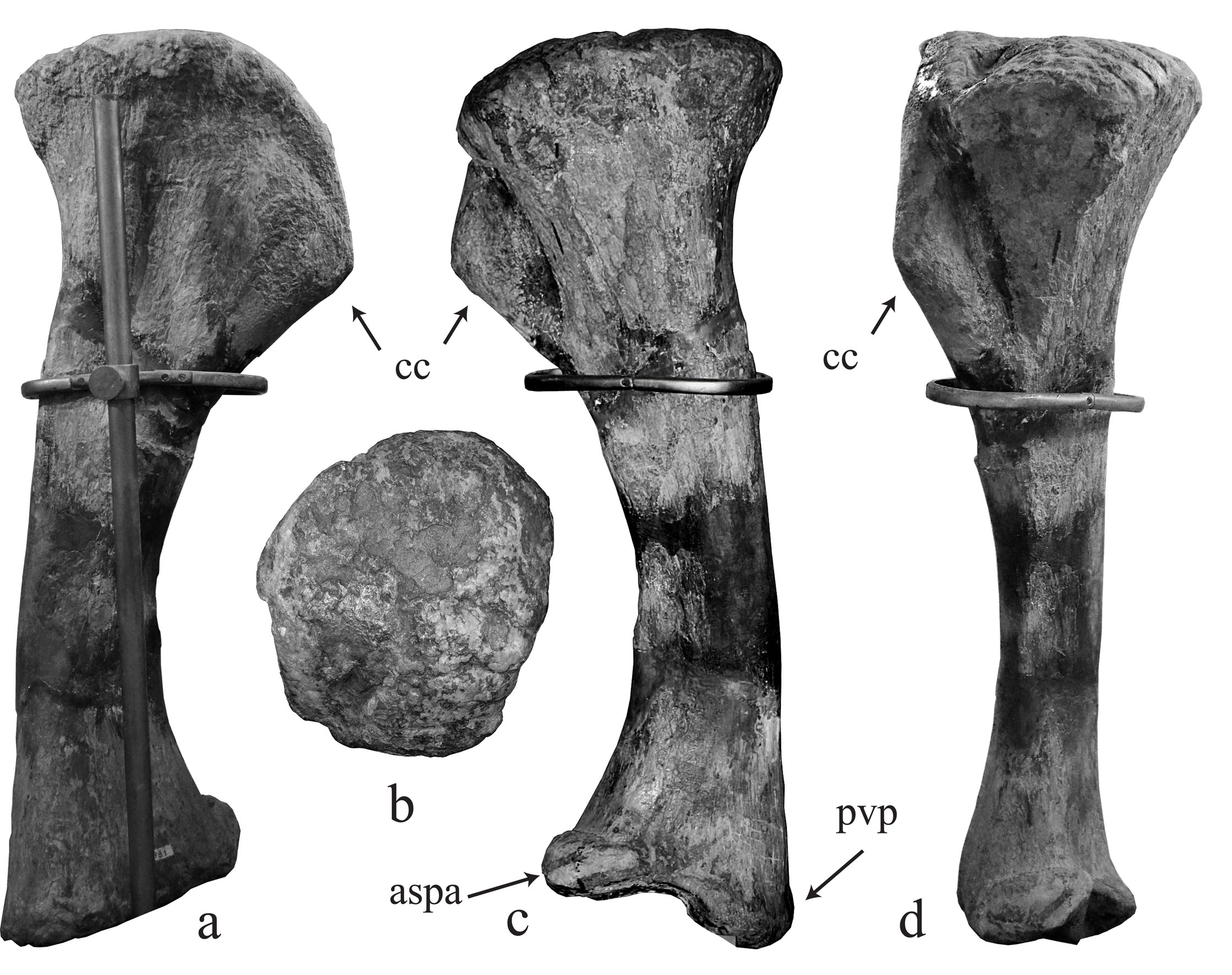 Tibia de Lusotitan figurada en el trabajo