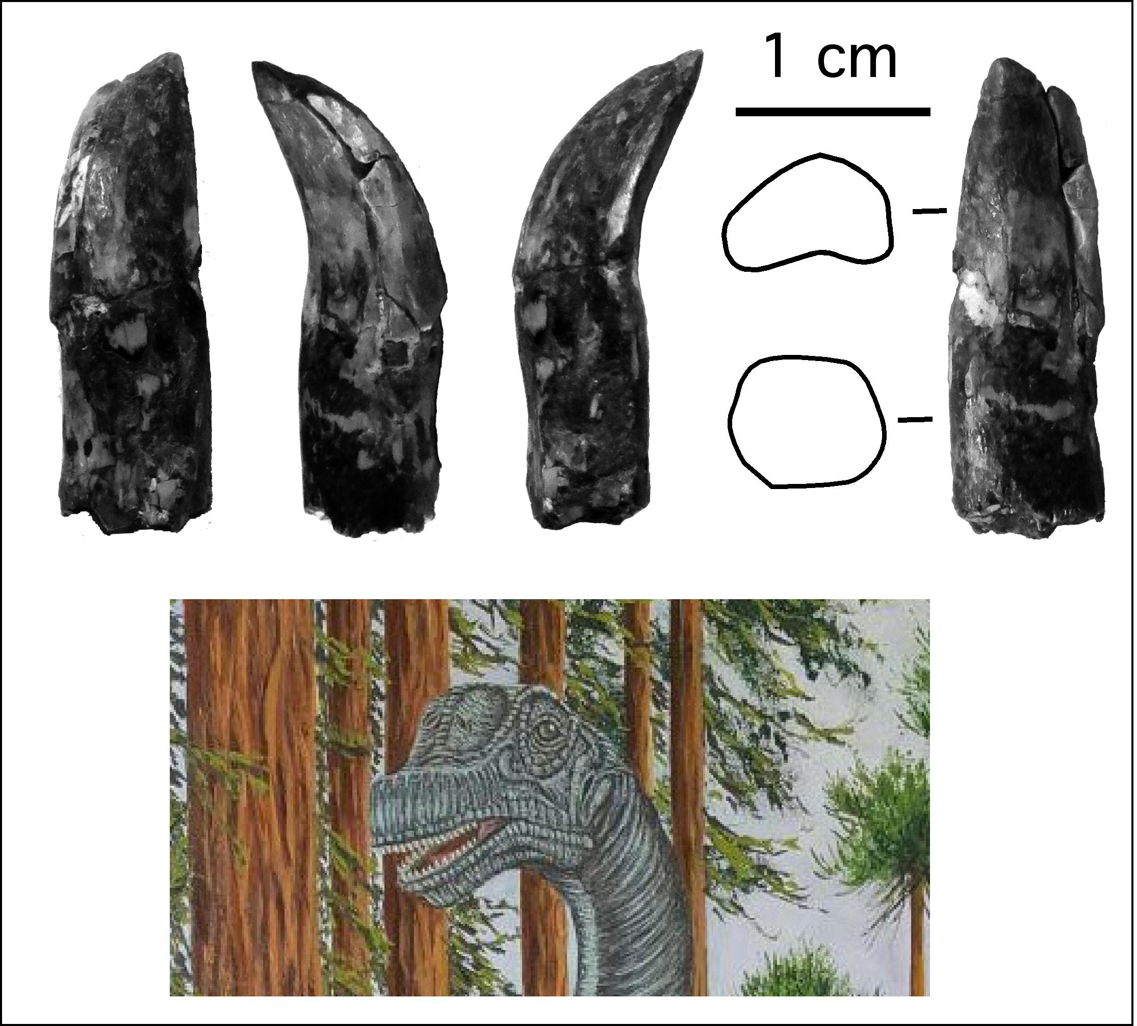 Foto 3. Diente y cráneo