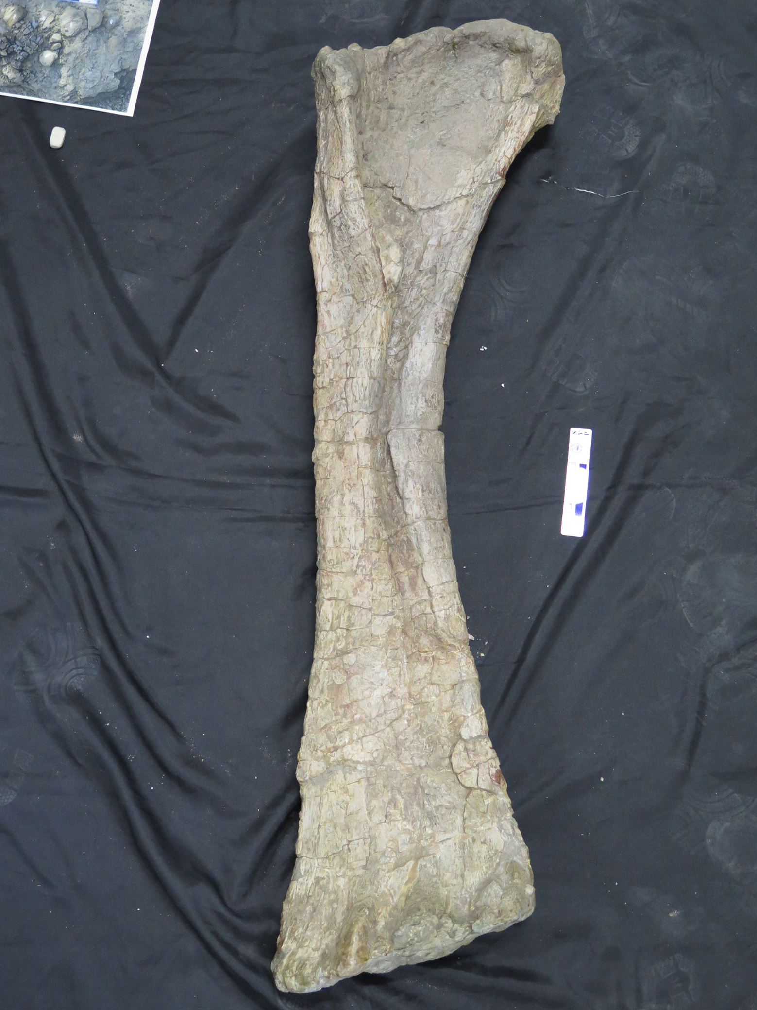 Foto 4. Humero de Soriatitan de 1250 mm