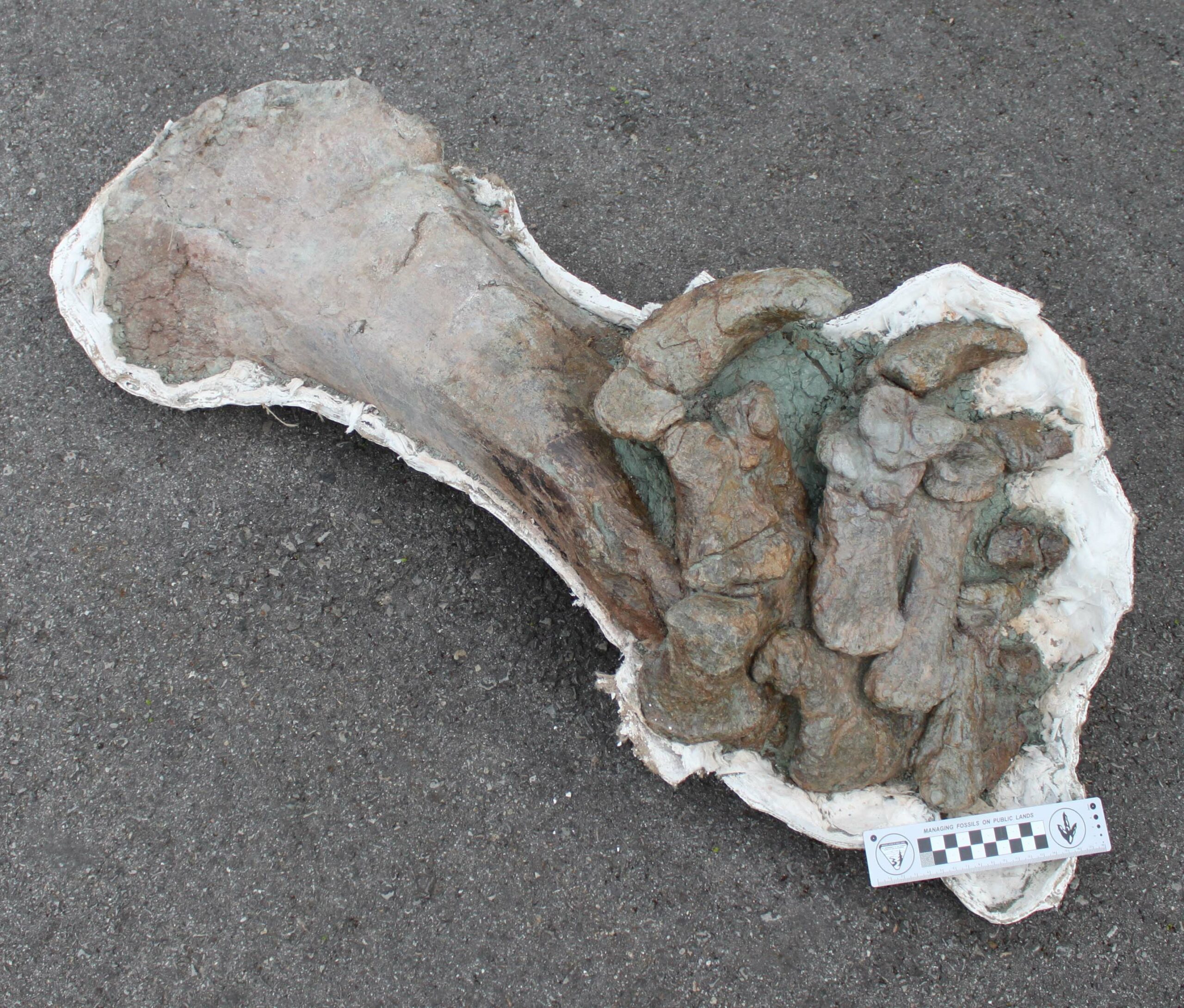 Foto 3 Picture 3 Tibia Fibula and pes