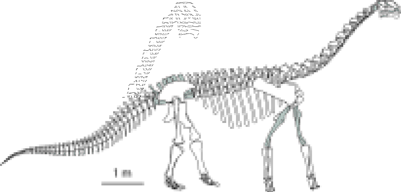 Foto 4 Picture 4 Mierasaurus