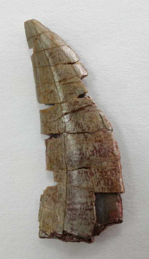 Foto3 SGE DienteCelurosaurio copia