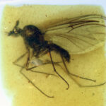 Burmazelmira con un ácaro parásito de San Just b