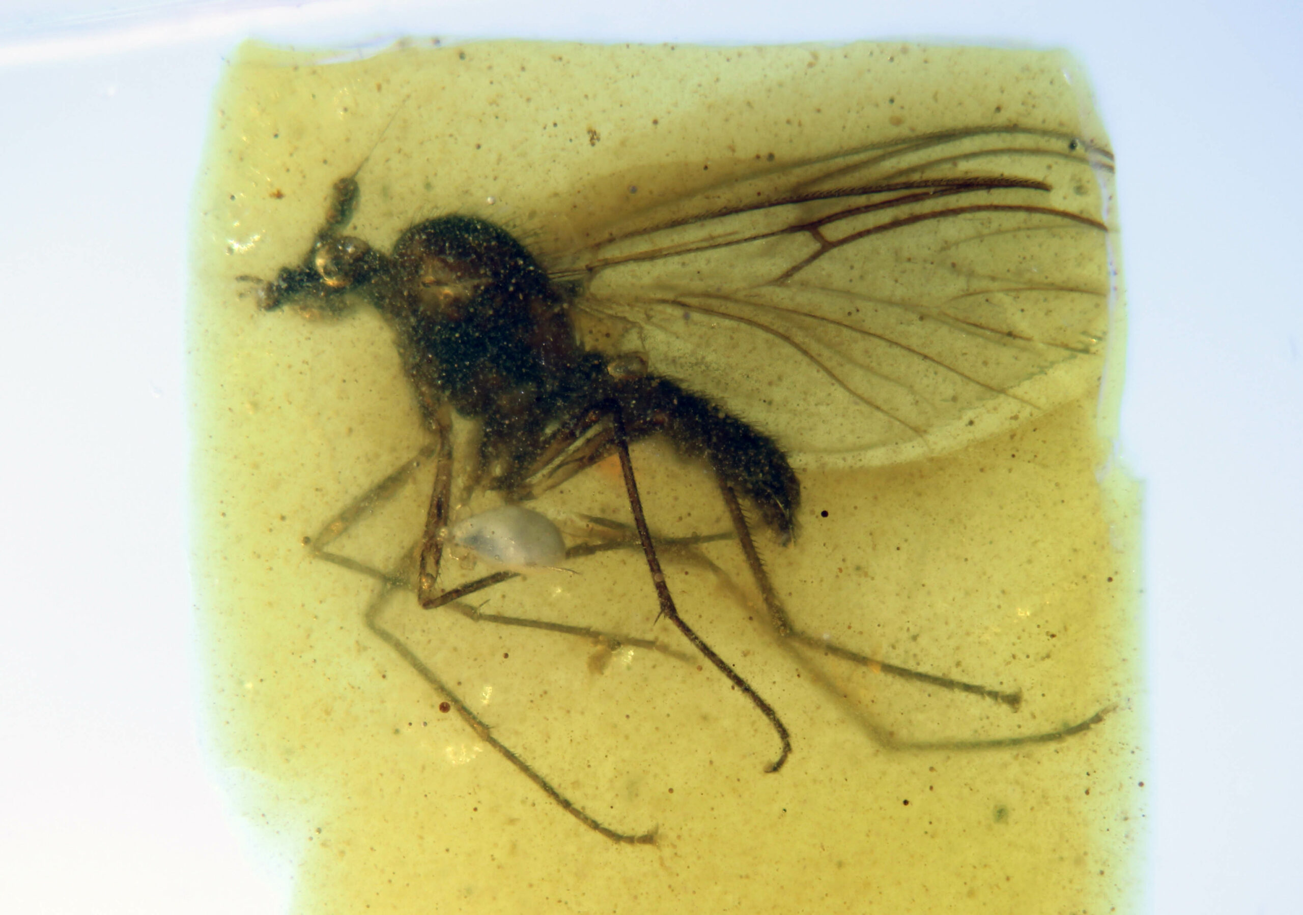 Burmazelmira con un ácaro parásito de San Just b