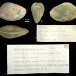 NP Bivalvos de La Maca galve en el Instituto polytechnique La Salle