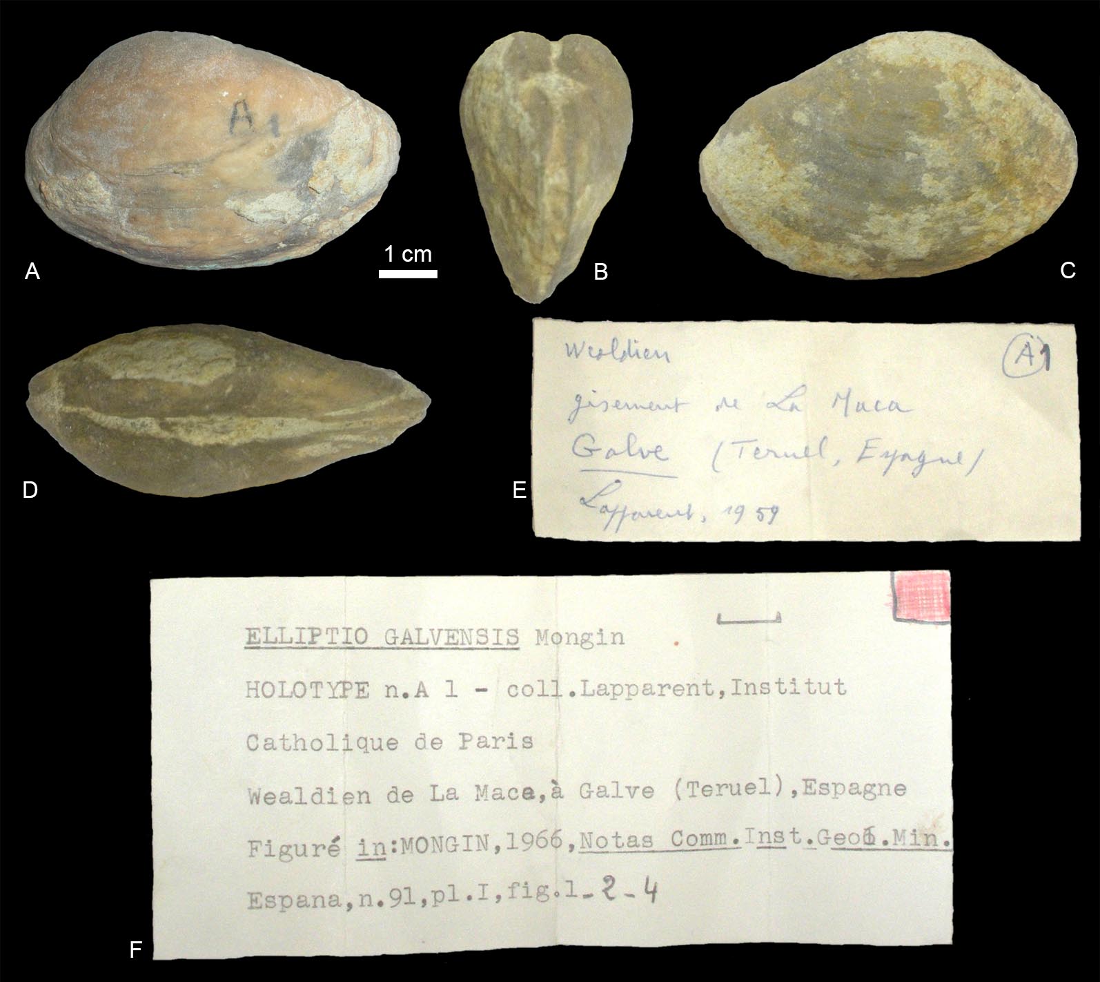 NP Bivalvos de La Maca galve en el Instituto polytechnique La Salle