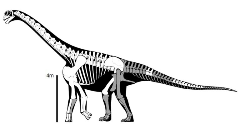 Figura 1 saurópodo de Baldovar