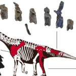 Figura 1 huesos de Oceanotitan