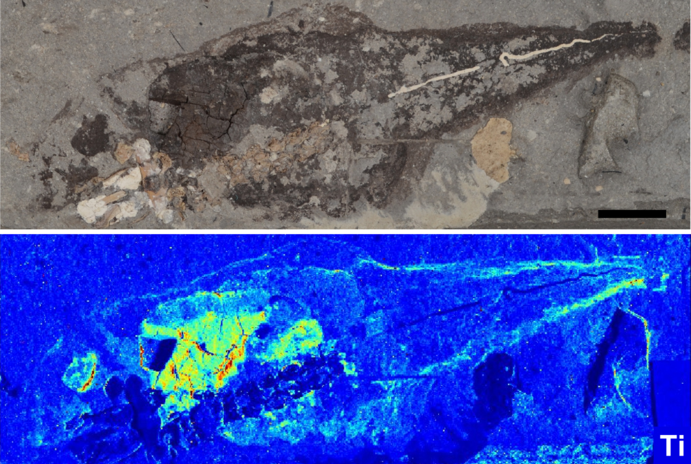 Libros Tadpole cover final baja