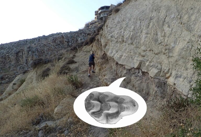 Dientes fósiles descubiertos en Líbano revelan la ruta de dispersión de los primeros ratones