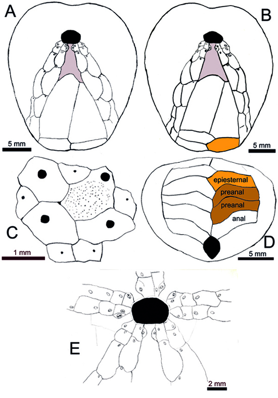 FUENTES RUBIELOS 2 copia