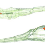 Paleoneurología aviana