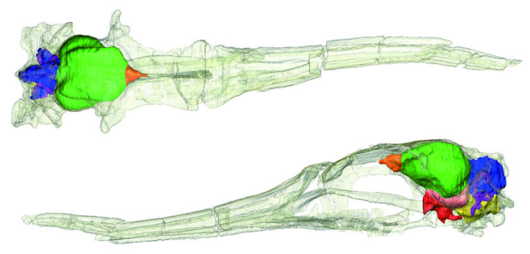 Paleoneurología aviana