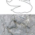 Iberosauripus grandis