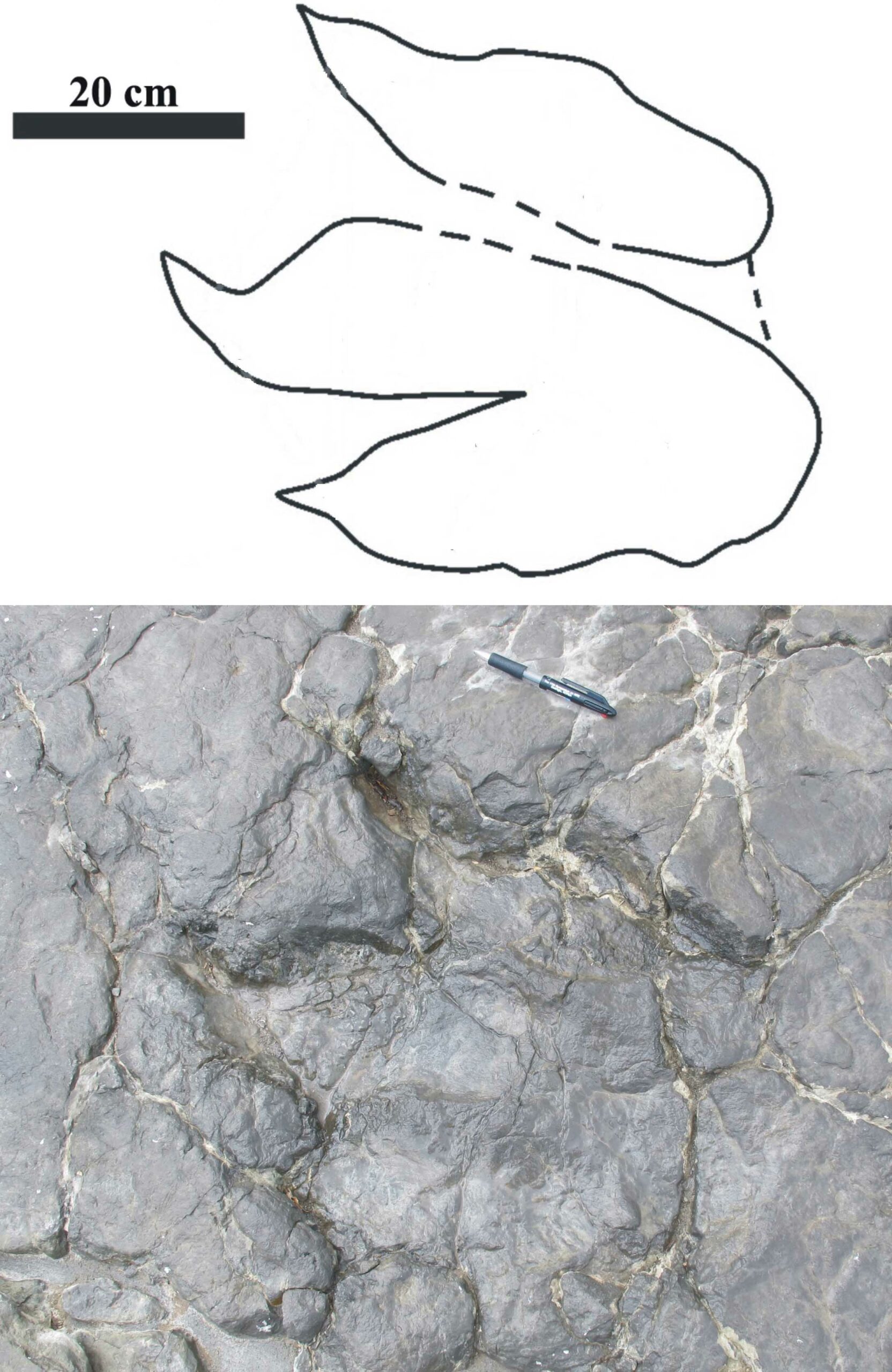 Iberosauripus grandis