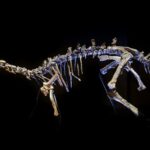 Proa valdearinnoensis