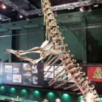 Tastavinsaurus sanzi