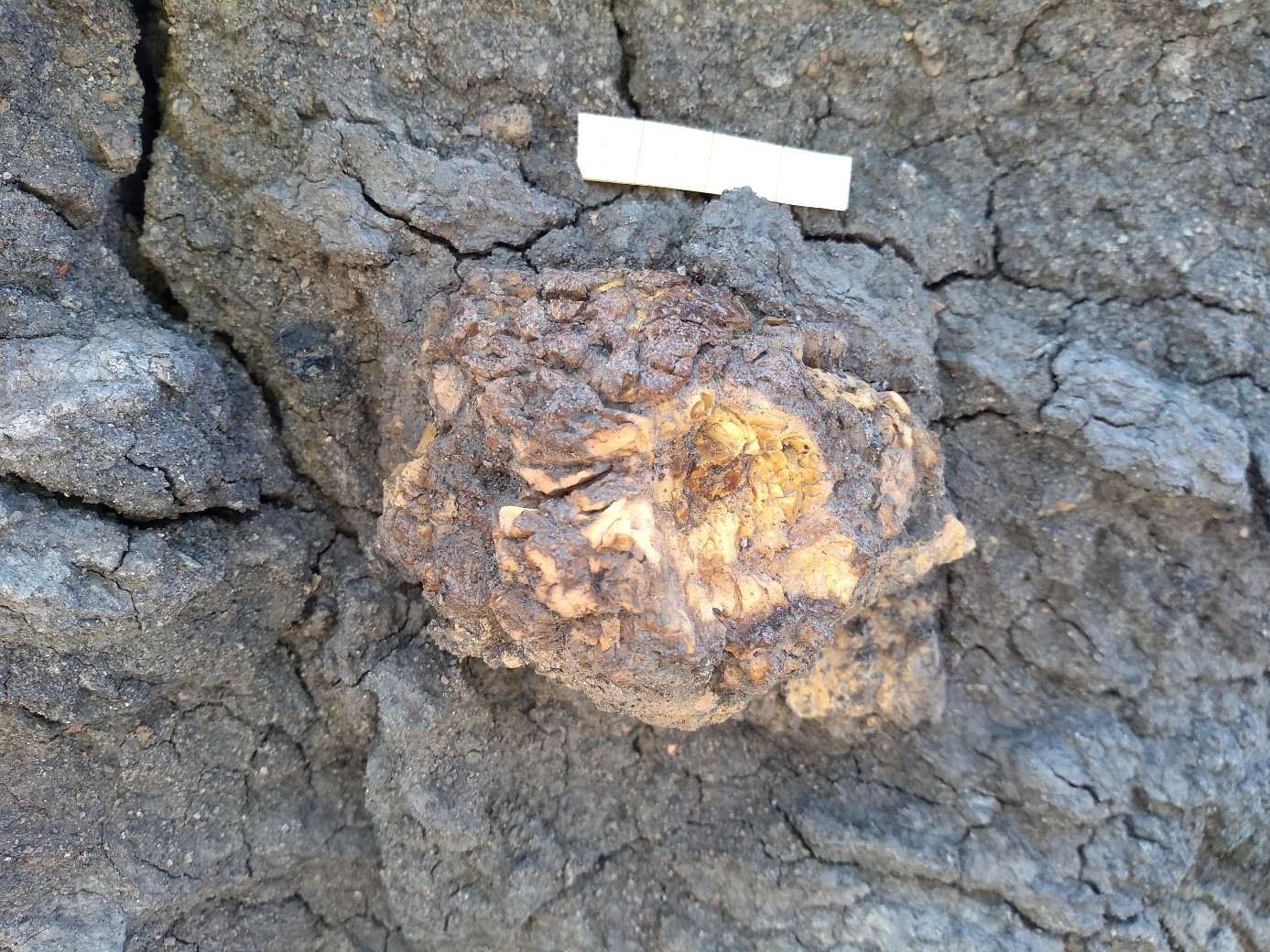 02 Pieza de ámbar de raíz relacionada con resina producida en las raíces del yacimiento de Ariño